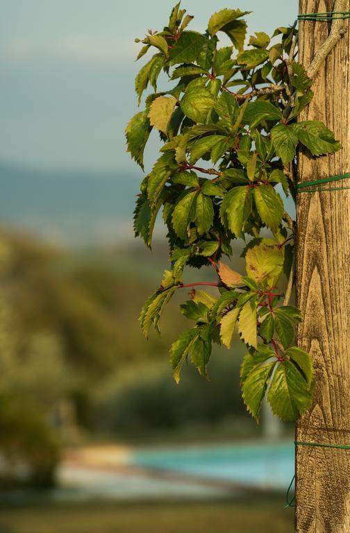Agriturismo San Nicolo Montecastelli Pisano Eksteriør billede