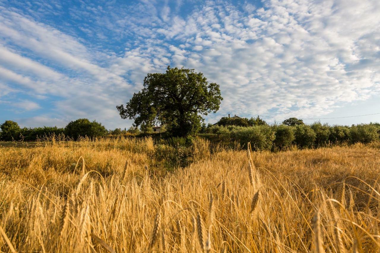 Agriturismo San Nicolo Montecastelli Pisano Eksteriør billede